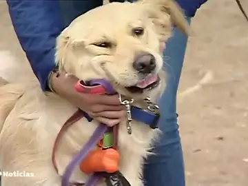 Una aplicación permite localizar a cuidadores de perros para cuando te vas de vacaciones Una aplicación permite localizar a cuidadores de perros para cuando te vas de vacaciones