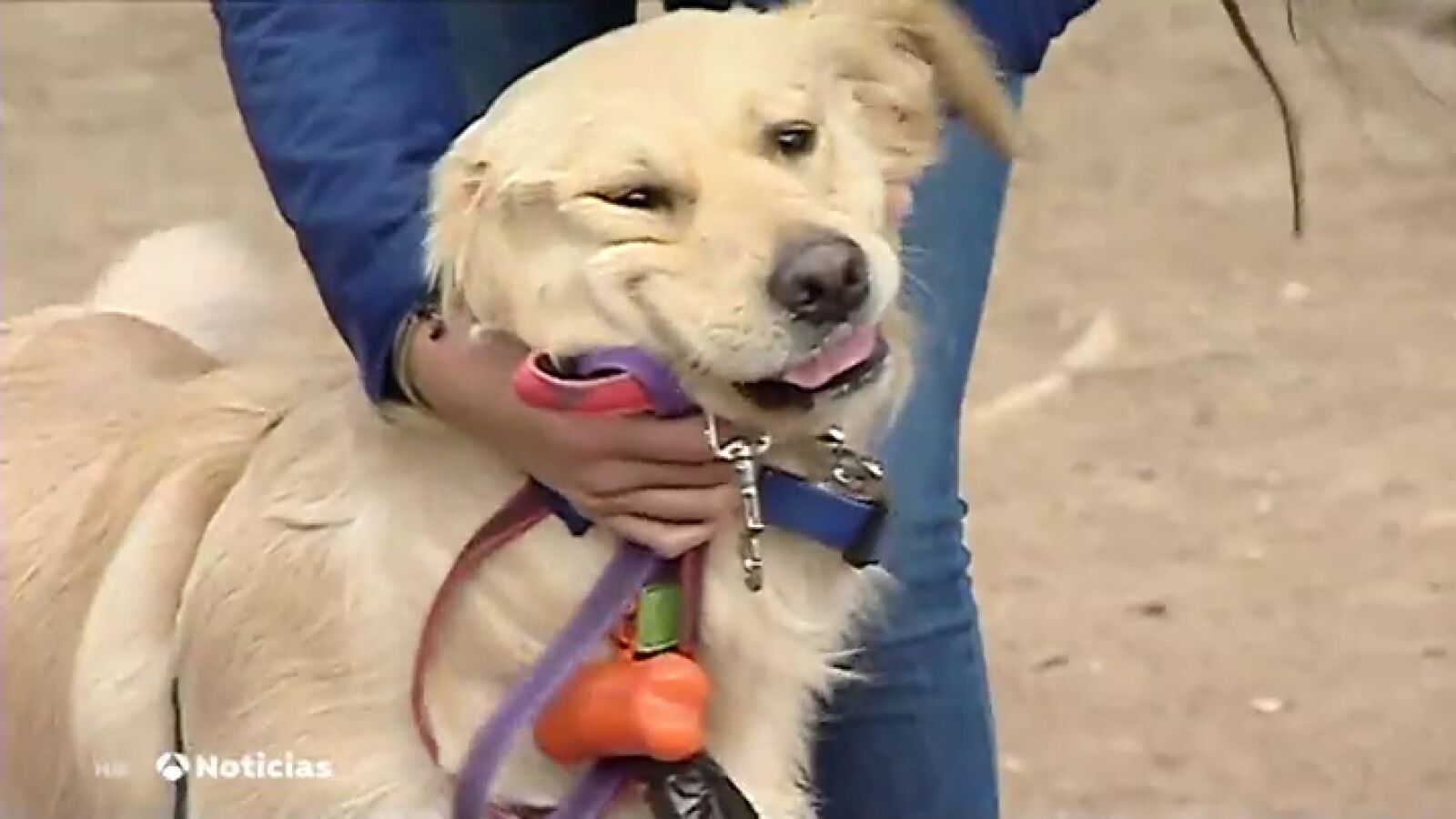 Una aplicación permite localizar a cuidadores de perros para cuando te vas de vacaciones