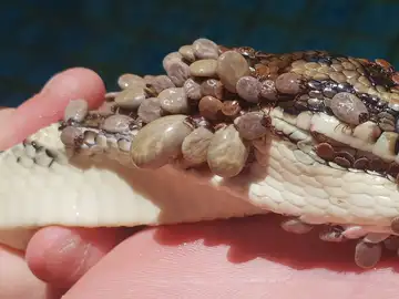 Las serpiente con cientos de garrapatas Las serpiente con cientos de garrapatas