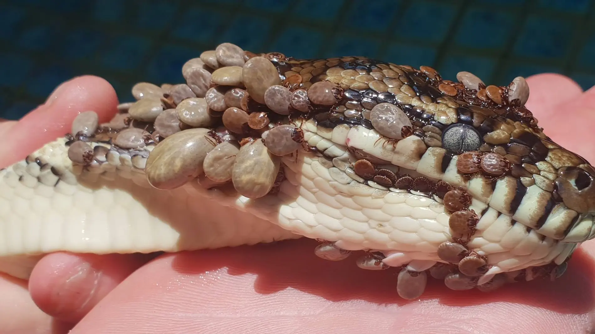 Las serpiente con cientos de garrapatas Las serpiente con cientos de garrapatas