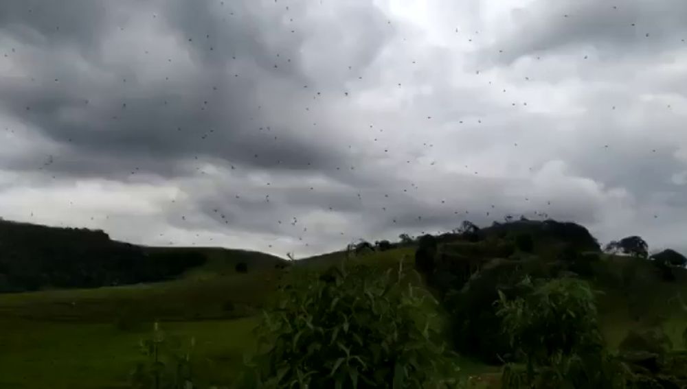 Una lluvia de arañas sorprende a los vecinos del sur  Brasil