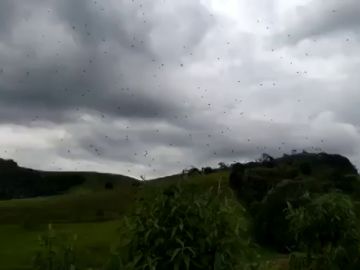 Una lluvia de arañas sorprende a los vecinos del sur Brasil