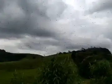Una lluvia de arañas sorprende a los vecinos del sur Brasil Una lluvia de arañas sorprende a los vecinos del sur Brasil