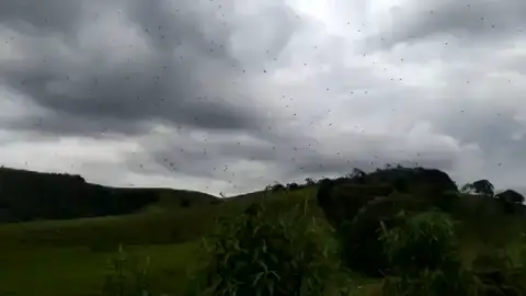 Una lluvia de arañas sorprende a los vecinos del sur Brasil Una lluvia de arañas sorprende a los vecinos del sur Brasil