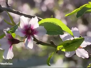 Los almendros han florecido un mes antes en Gran Canarias Los almendros han florecido un mes antes en Gran Canarias
