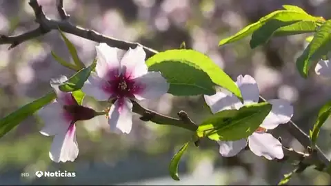 Los almendros han florecido un mes antes en Gran Canarias Los almendros han florecido un mes antes en Gran Canarias