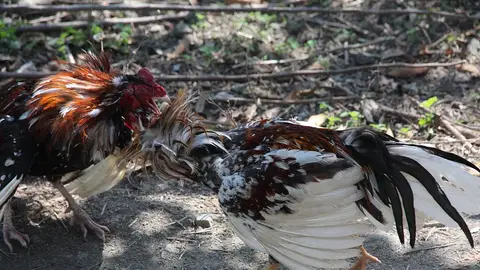 Una pelea de gallos Una pelea de gallos