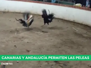 gallos_a3d gallos_a3d