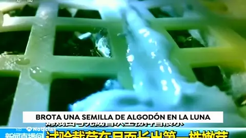 Brota una semilla de algodón en la luna Brota una semilla de algodón en la luna
