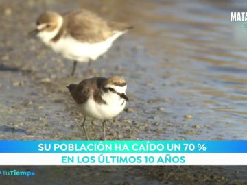 pajaro