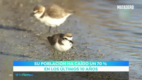 pajaro pajaro