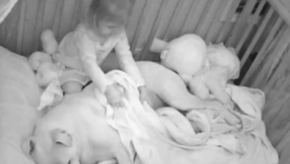 Una niña durmiendo junto a su pitbull
