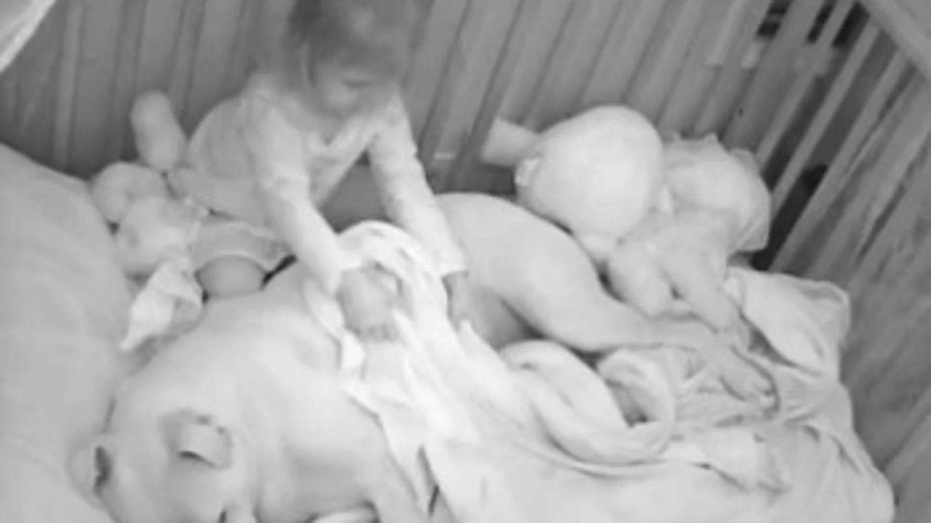 Una niña durmiendo junto a su pitbull Una niña durmiendo junto a su pitbull