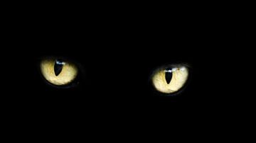 Gato negro