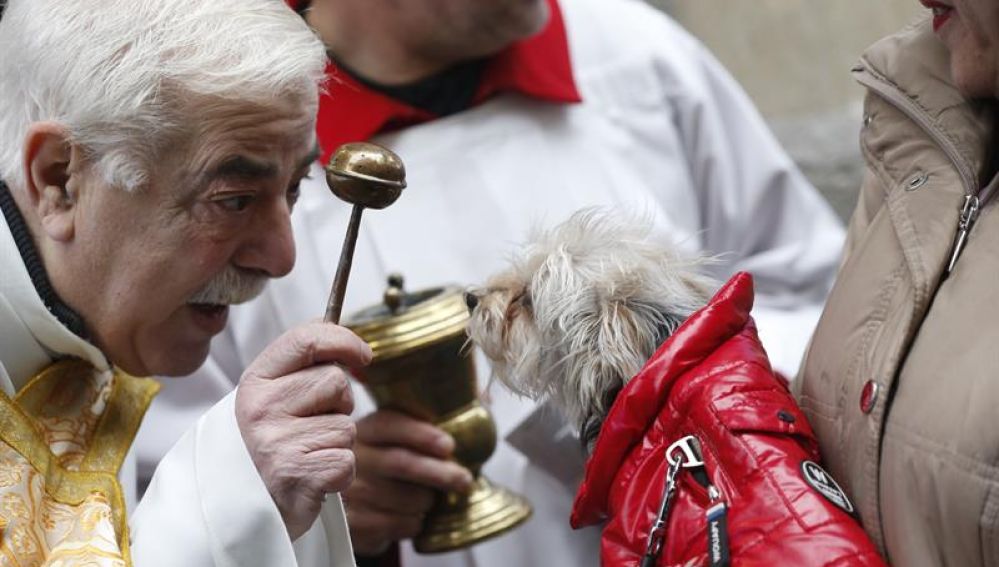 Bendición de animales en día de San Antón