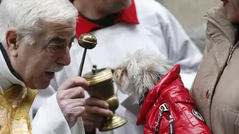 Bendición de animales en día de San Antón Bendición de animales en día de San Antón