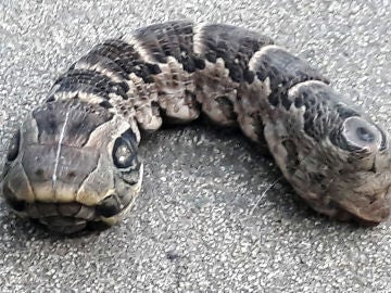 Extraña oruga Extraña oruga