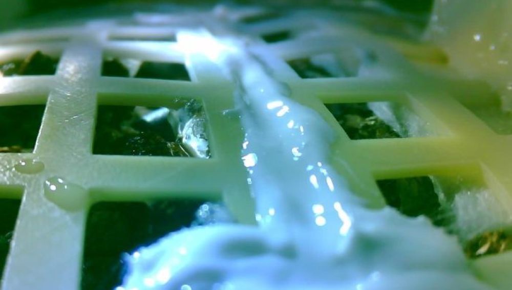 Imagen de semillas de algodón germinadas en la Luna 