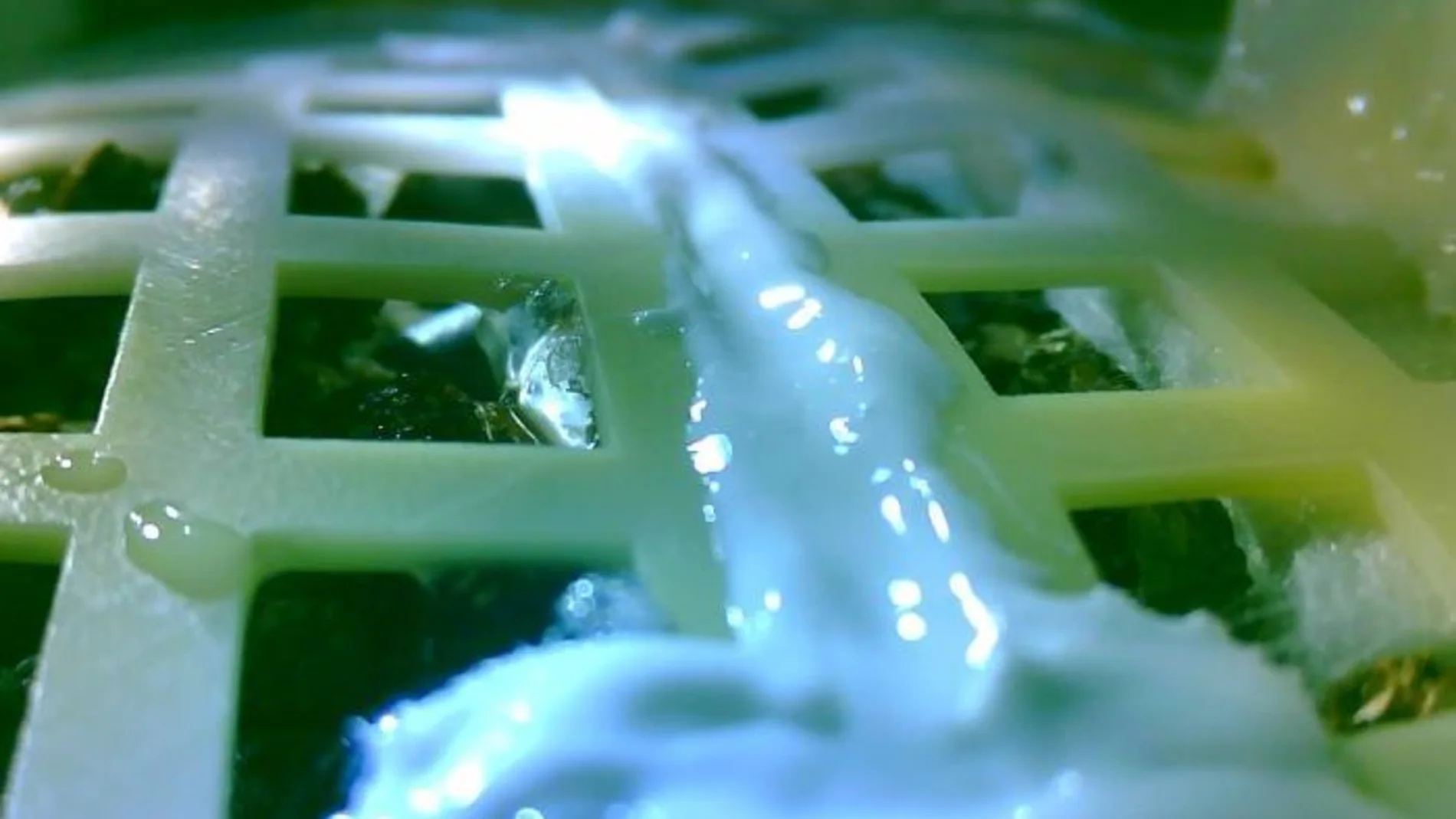 Imagen de semillas de algodón germinadas en la Luna Imagen de semillas de algodón germinadas en la Luna