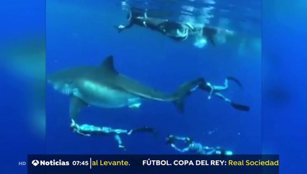 Localizado el tiburón blanco más grande del mundo