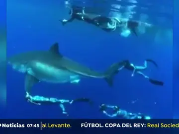 Localizado el tiburón blanco más grande del mundo Localizado el tiburón blanco más grande del mundo