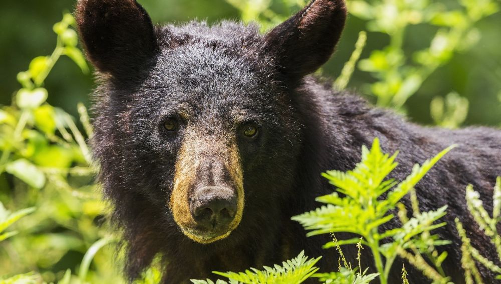 Imagen de un oso negro (Archivo)