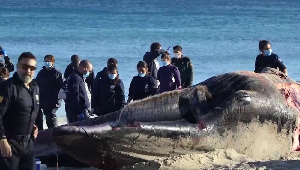 Muere una ballena en Cala Millor con dos cortes producidos por una hélice