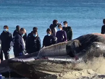 Muere una ballena en Cala Millor con dos cortes producidos por una hélice Muere una ballena en Cala Millor con dos cortes producidos por una hélice
