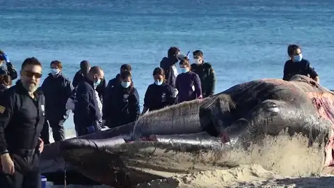 Muere una ballena en Cala Millor con dos cortes producidos por una hélice Muere una ballena en Cala Millor con dos cortes producidos por una hélice