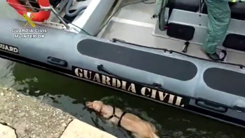 La Guardia Civil rescata a una perra que había caído al mar en Santander 