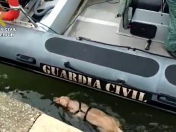 La Guardia Civil rescata a una perra que había caído al mar en Santander 