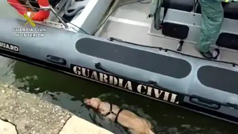 La Guardia Civil rescata a una perra que había caído al mar en Santander La Guardia Civil rescata a una perra que había caído al mar en Santander