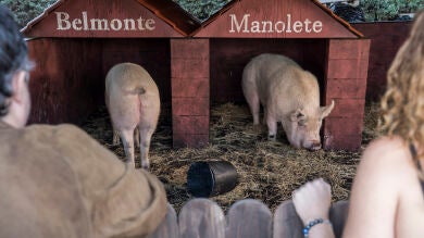 Encuentran el anillo de Francisco entre las vísceras de un cerdo