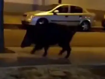 La Guardia Urbana localiza a un jabalí que paseaba por las calles de Reus La Guardia Urbana localiza a un jabalí que paseaba por las calles de Reus