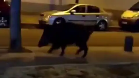 La Guardia Urbana localiza a un jabalí que paseaba por las calles de Reus La Guardia Urbana localiza a un jabalí que paseaba por las calles de Reus