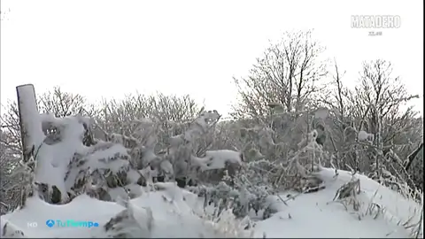 NIEVE NIEVE