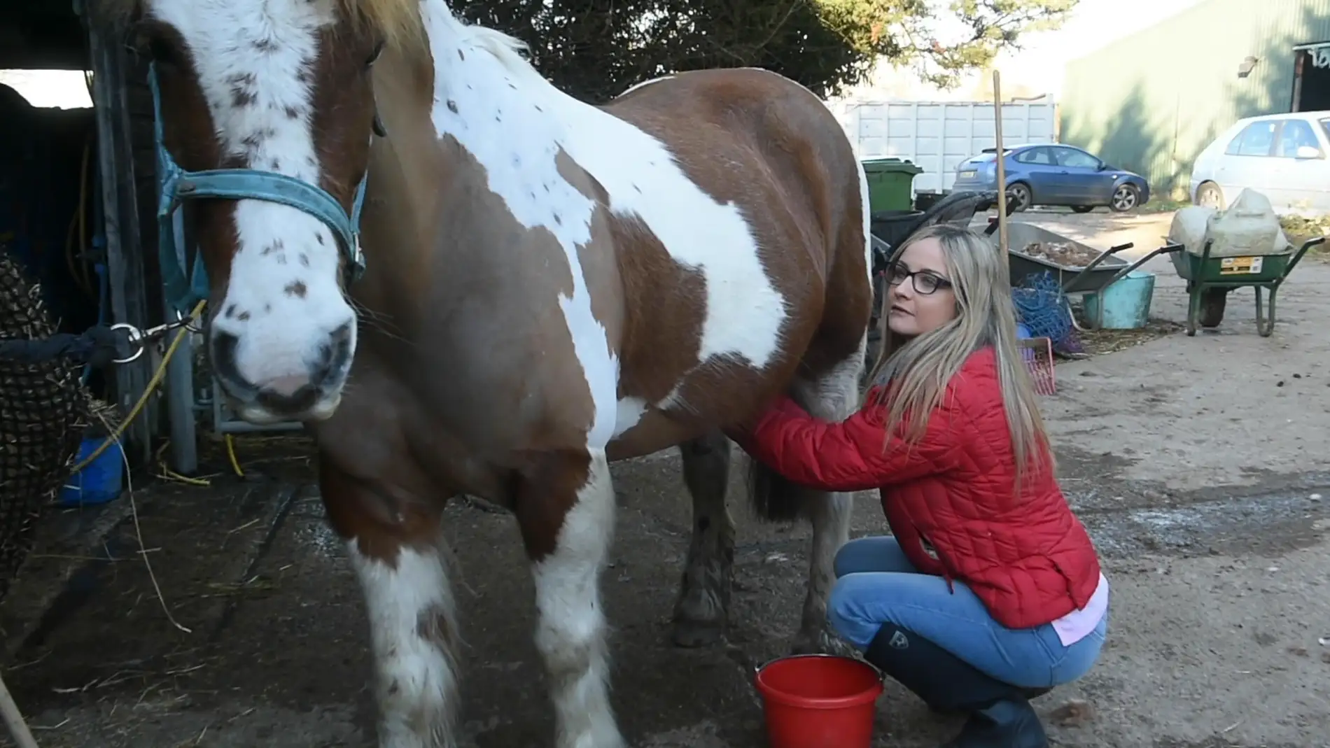  Mercedes Hoblin limpiando a un caballo