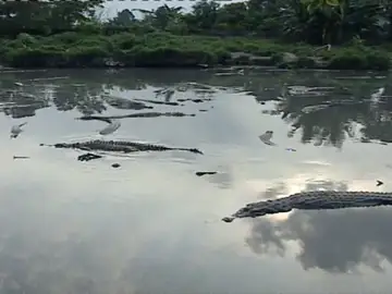 Cocodrilos en un río Cocodrilos en un río