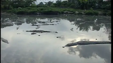 Cocodrilos en un río Un hombre muerde en una pata a un cocodrilo para salvar a su hijo