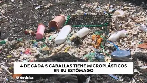 CABALLAS NUEVA CABALLAS NUEVA