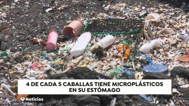 Revelan que cuatro de cada cinco caballas tienen plástico en su estómago