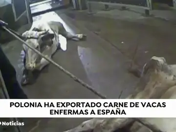 La carne contaminada de Polonia ha llegado a Madrid, Baleares y País Vasco La carne contaminada de Polonia ha llegado a Madrid, Baleares y País Vasco