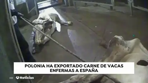 La carne contaminada de Polonia ha llegado a Madrid, Baleares y País Vasco La carne contaminada de Polonia ha llegado a Madrid, Baleares y País Vasco
