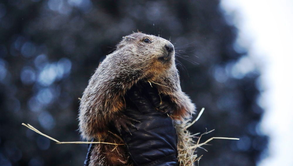 Día de la marmota (02-02-2019)
