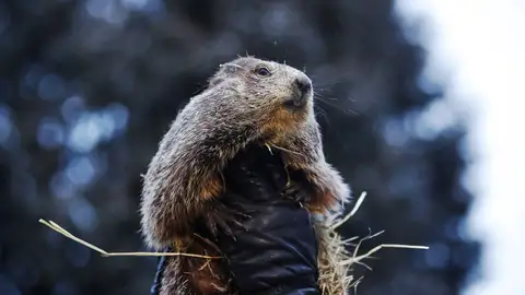 Día de la marmota (02-02-2019) Punxsutawney Phil emerge de su madriguera para hacer su predicción durante la celebración del Día de la Marmota en Gobblers Knob en Punxsutawney (Pensilvania).