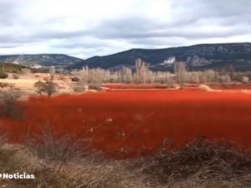 El mimbre tiñe los campos de Cuenca