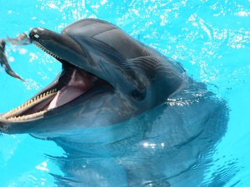Protestan por la muerte de cuatro delfines en centro de atracciones de EEUU