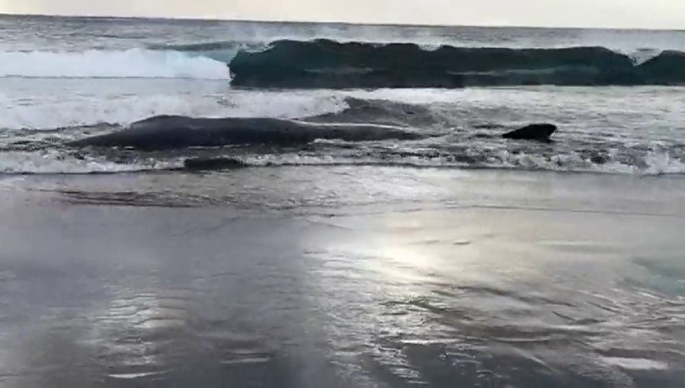 Una cría de cachalote aparece muerta en la orilla de una playa de Gran Canaria