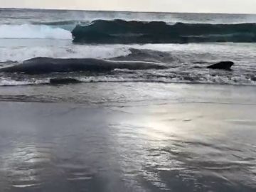 Una cría de cachalote aparece muerta en la orilla de una playa de Gran Canaria