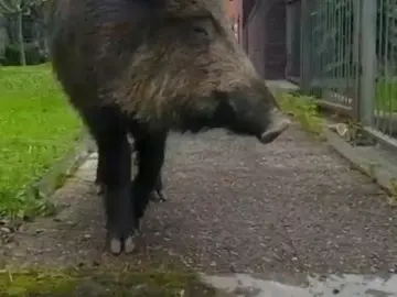 Un jabalí se pasea por las calles de Bilbao y acaba encerrado en un instituto Un jabalí se pasea por las calles de Bilbao y acaba encerrado en un instituto